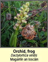 orchid,frog (magairlín an loscáin)