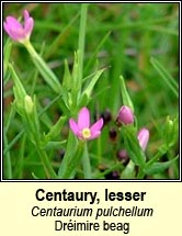 centuary,lesser (drimire beag)
