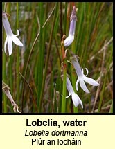 lobelia,water (plr an lochin)