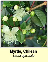 myrtle,Chilean