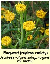 ragwort, rayless variety (buachln bu)