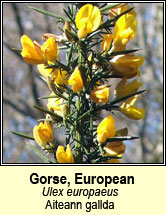 gorse,european (aiteann gallda)