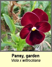 pansy,garden