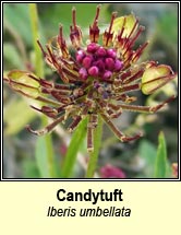 candytuft,garden