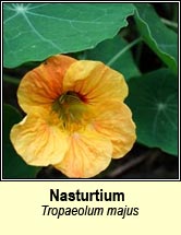 nasturtium