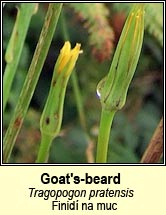 goat's-beard (finid na muc)