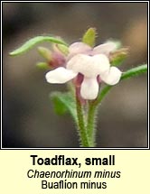 toadflax,small (buaflon minus)