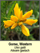 gorse,western (aiteann gaelach)