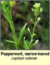 pepperwort,narrow-leaved