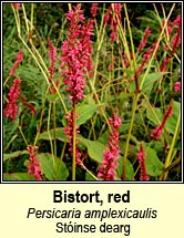 bistort,red (stinse dearg)