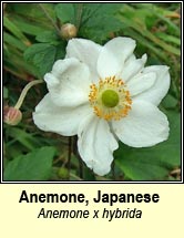 anemone,Japanese