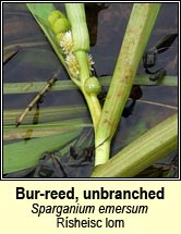 bur-reed,unbranched (rsheisc lom)
