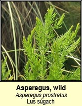 asparagus,wild (Lus sgach)