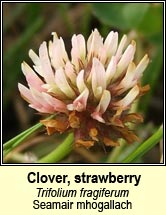 clover,strawberry (Seamair mhogallach)