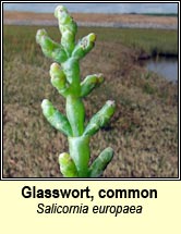 glasswort,common