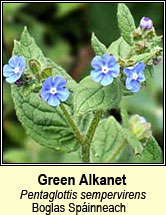 green alkanet (Boglas Spinneach)