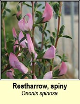 restharrow,spiny