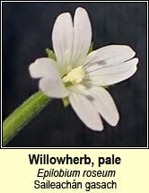 willowherb,pale (Saileachn gasach)