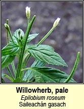 willowherb,pale (Saileachn gasach)