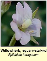 willowherb,square-stalked