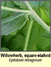willowherb,square-stalked