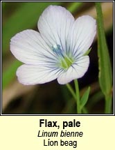 flax,pale (Lon beag)