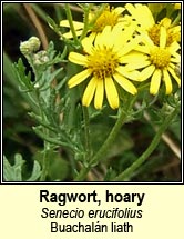 ragwort,hoary (Buachaln liath)