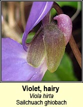 violet,hairy (Sailchuach ghiobach)