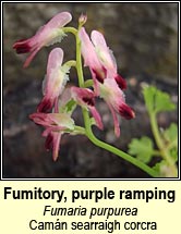 fumitory,purple ramping (Camn searraigh corcra)