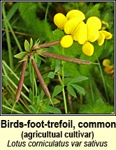 birds-foot-trefoil,common agricultural variety 