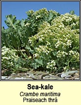 sea-kale (Praiseach thr)