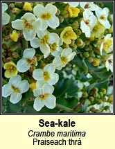 sea-kale (Praiseach thr)