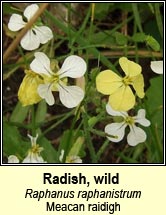 radish,wild (Meacan raidigh)