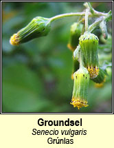 groundsel (grúnlas)