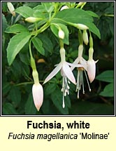 fuchsia,white