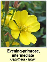 evening-primrose, common x large-flowered