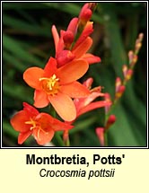 montbretia,Potts