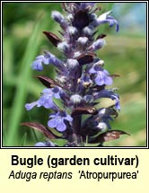 bugle, garden cultivar