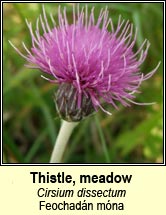 thistle,meadow (Feochadn mna)