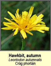 hawkbit,autumn (crg phortin