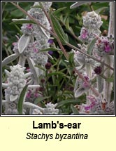 lamb's-ear