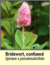 bridewort,confused