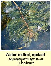 Water-milfoil,spiked (Lonnach)