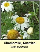 chamomile,Austrian