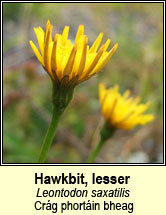hawkbit,lesser (crág phortáin bheag)