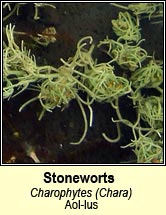 stonewort (Luibheolaocht)