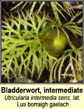 bladderwort,intermediate (Lus borraigh gaelach)