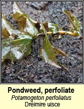 pondweed, perfoliate (Drimire uisce)