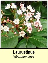 laurustinus