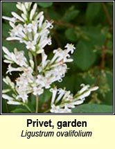 Privet, garden